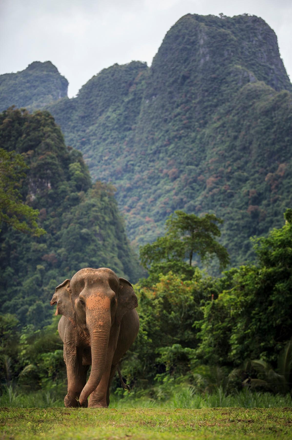 Elephant.jpg