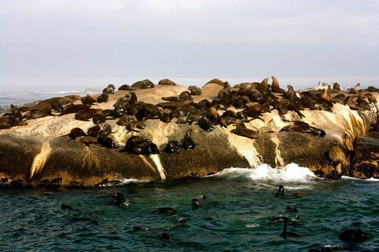 seal-island.jpg