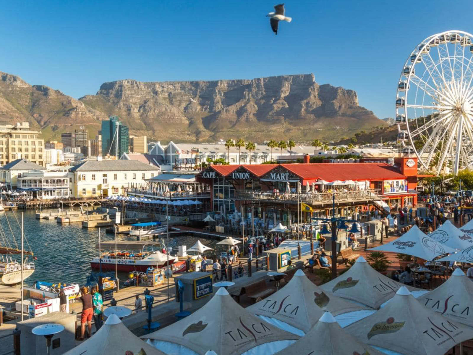 Curated_Cape_Town_City_Tour_Mountain.jpg