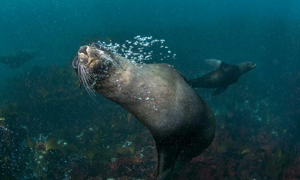Seal-snorkelling.jpg