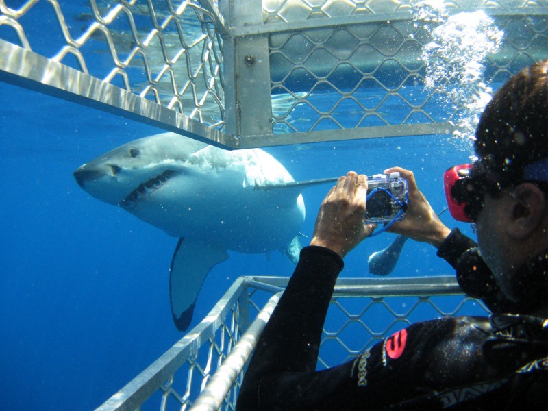 Shark-cage-diving-in-South-Africa.jpg