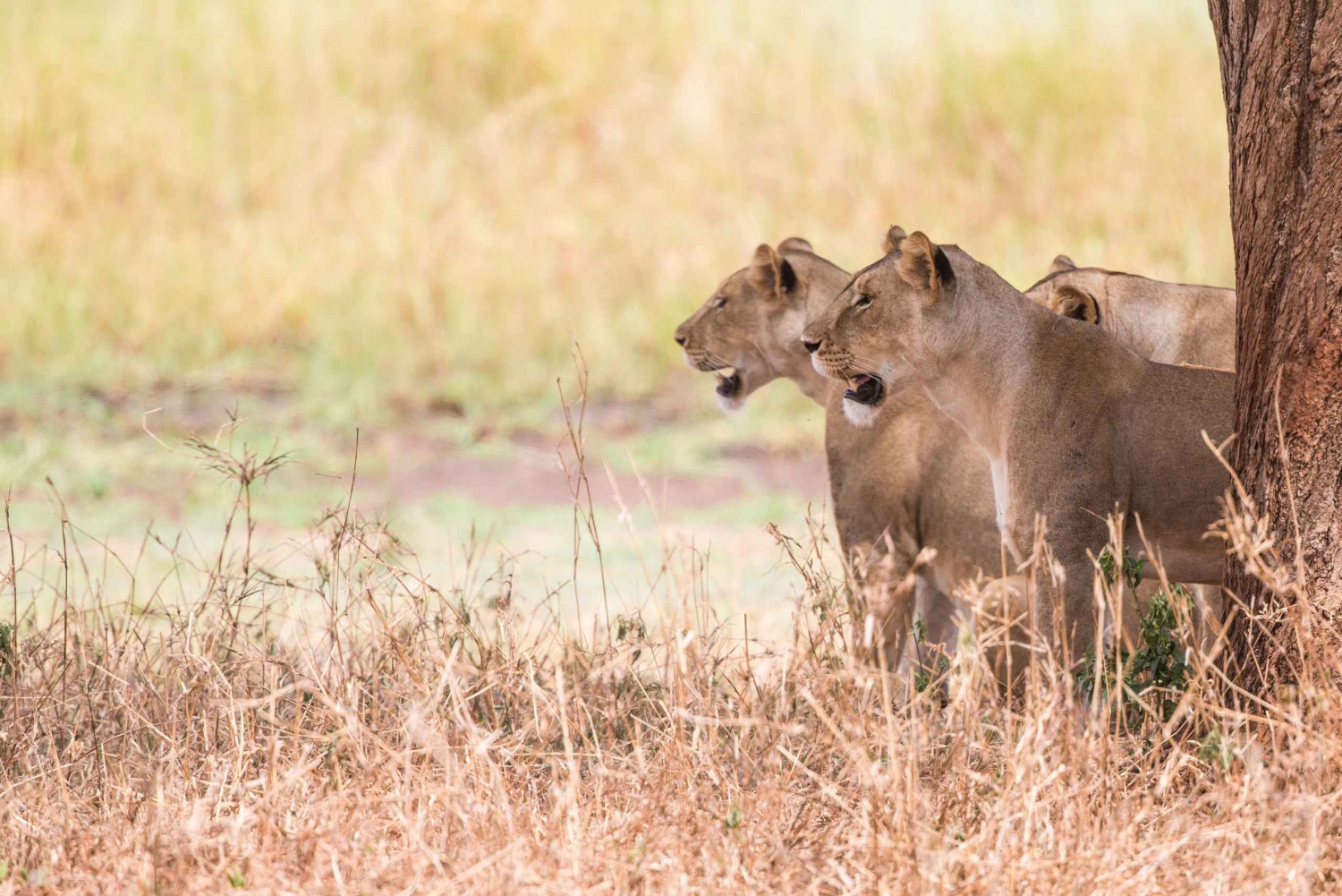 from-lion-safari-park-half-day-tour-577455.jpg