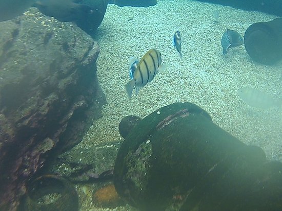 calypso-dive-and-adventure.jpg