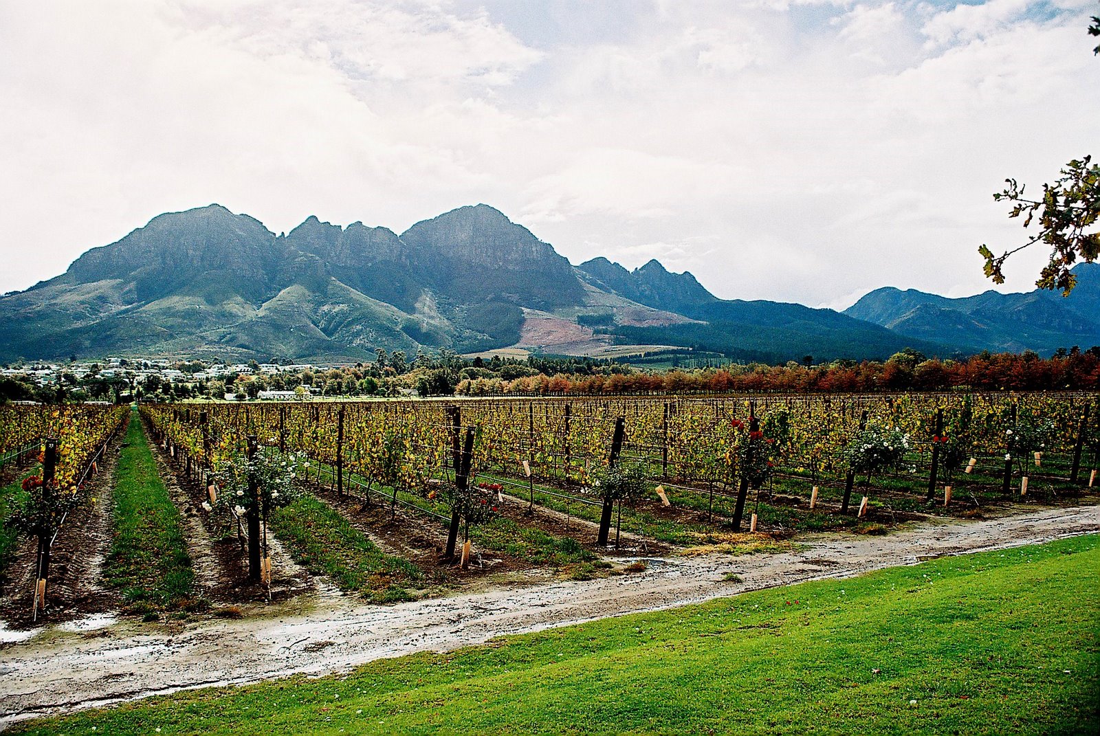 Cape-Winelands-.jpg