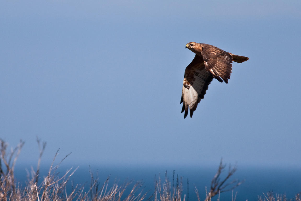eagle.jpg