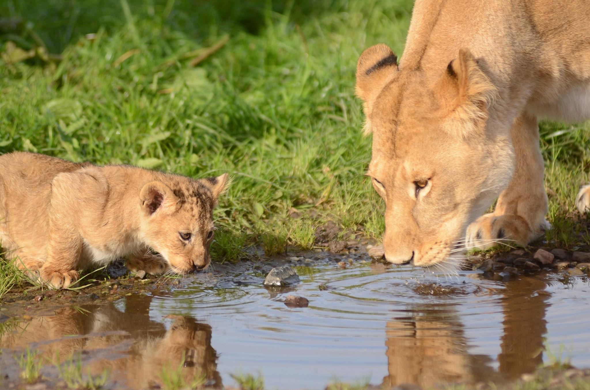 blair-drummond-safari-park-uk.jpg