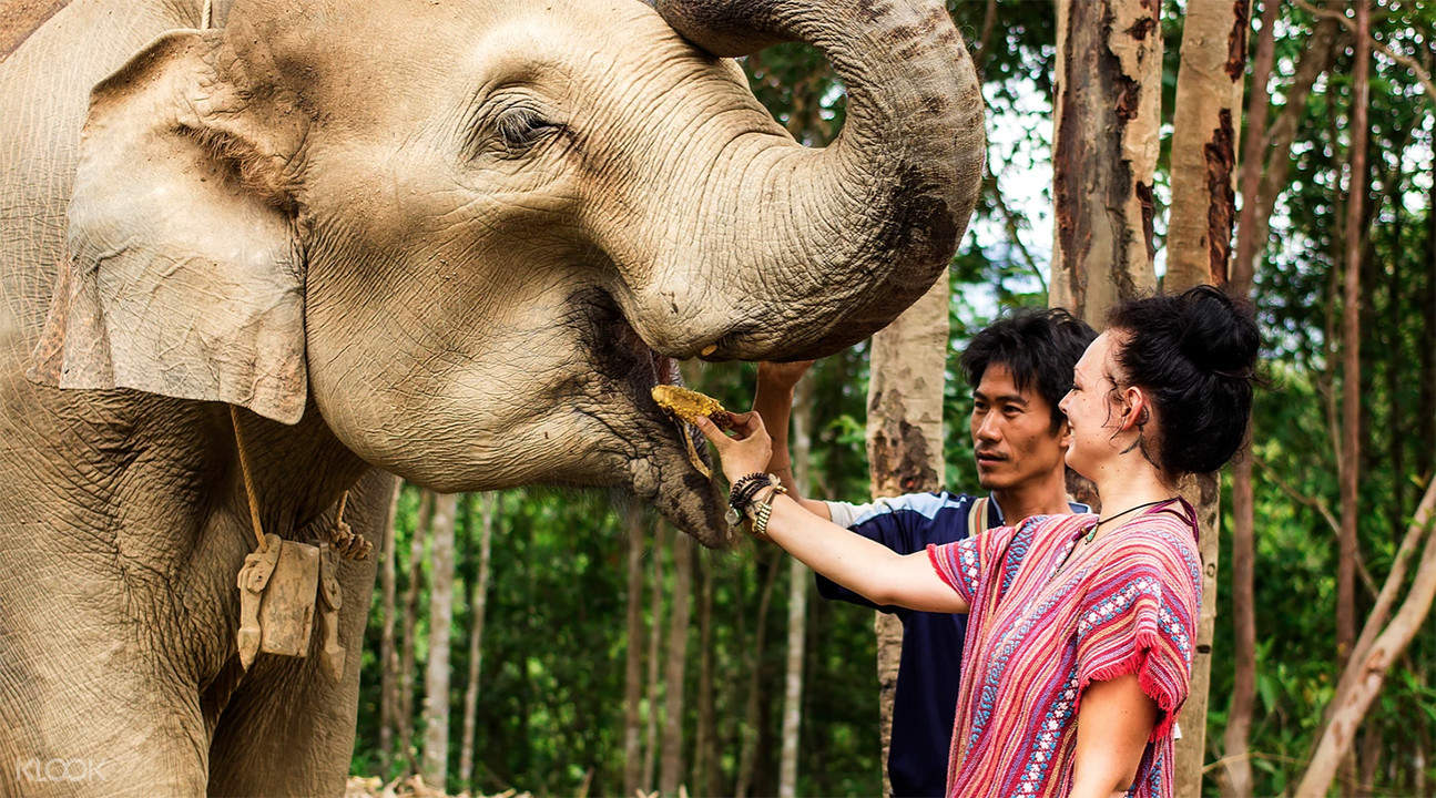 ElephantJungleSanctuaryPhuketExperience.jpg