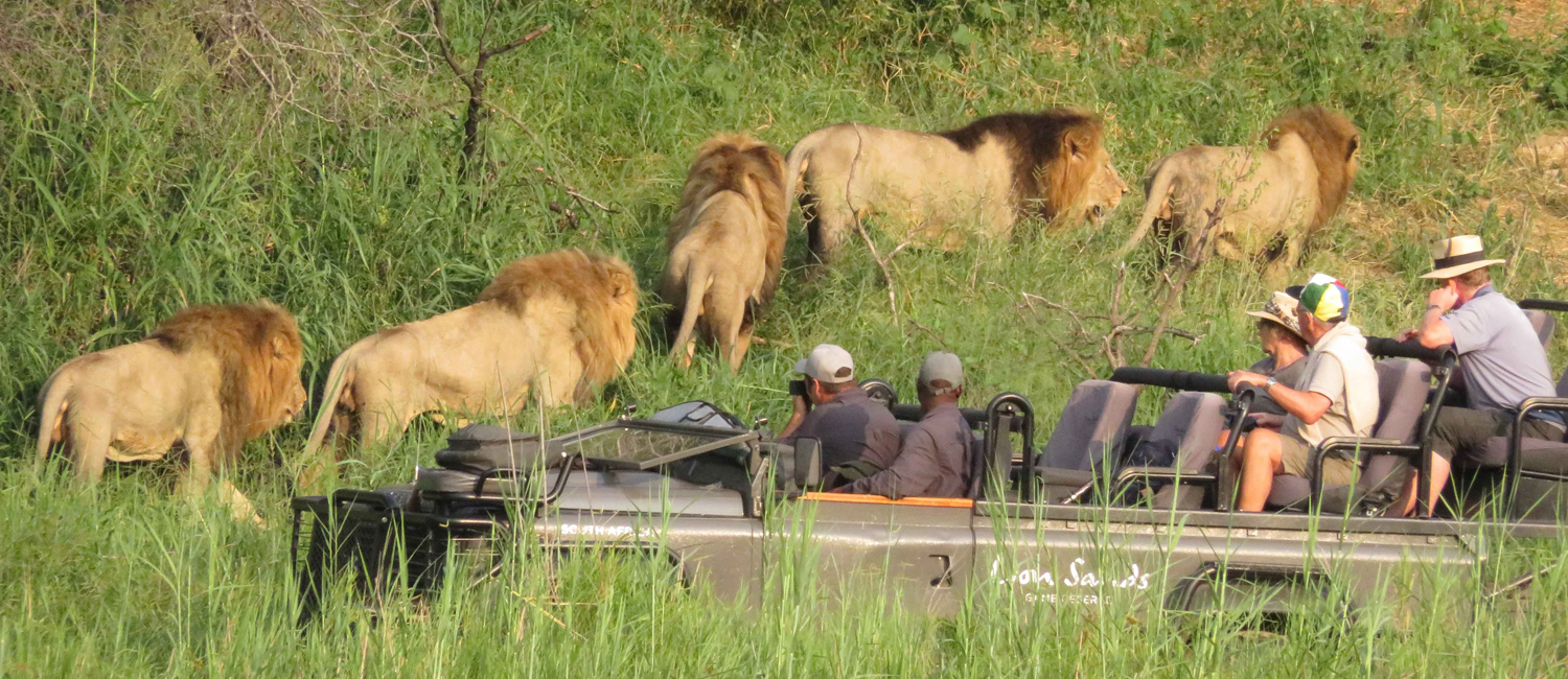safari.jpg