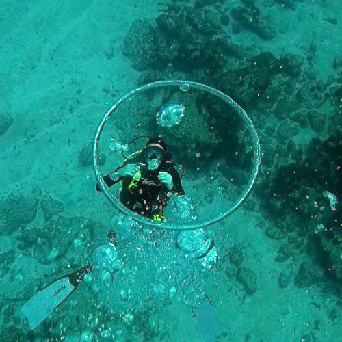 baited-shark-snorkel-002.jpg