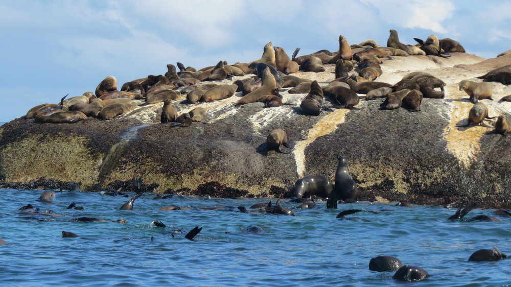 seals.jpg