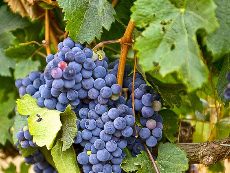 Grapes.jpg
