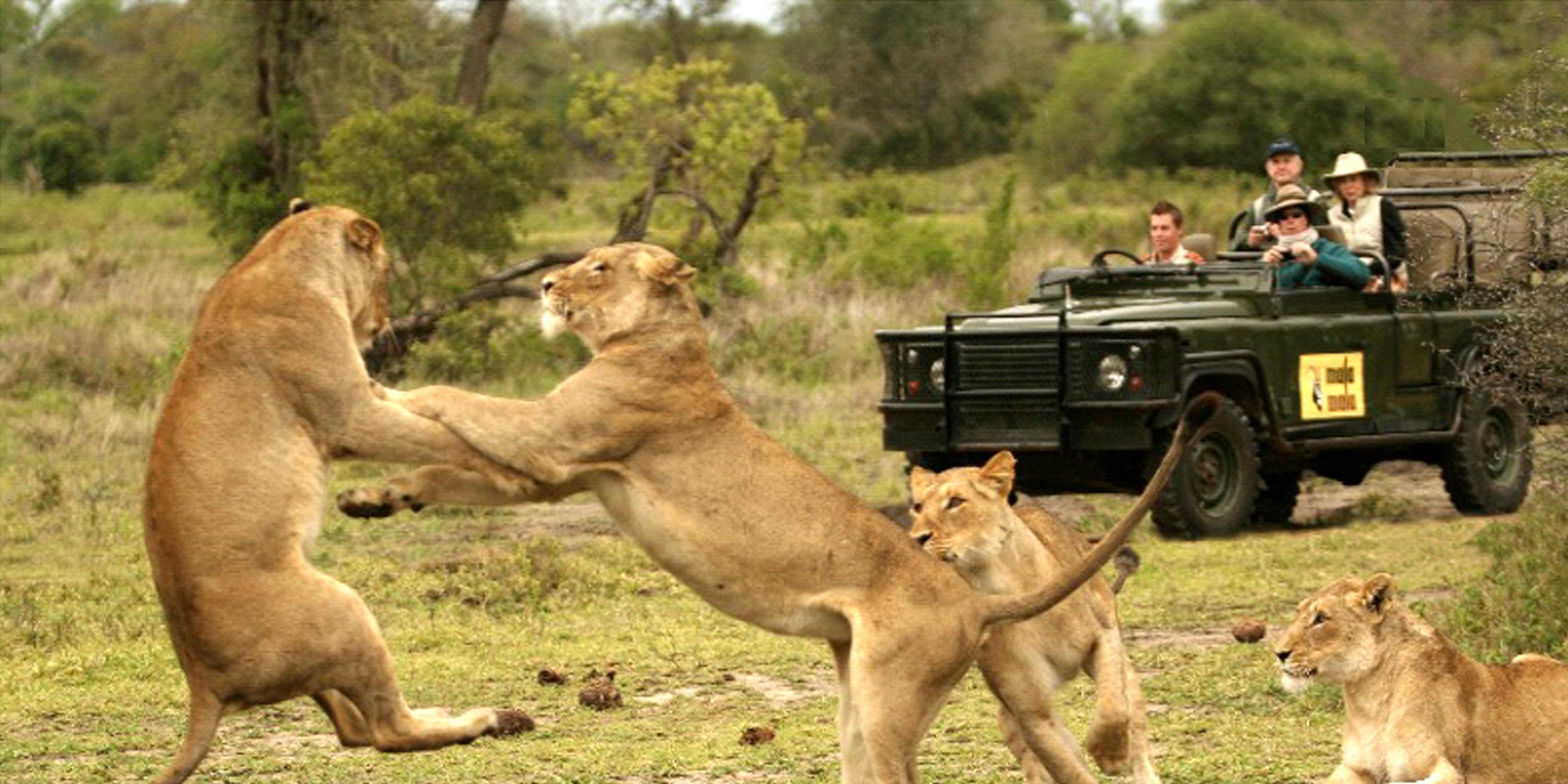 lion-fight3000x1500-20190125105455.jpeg