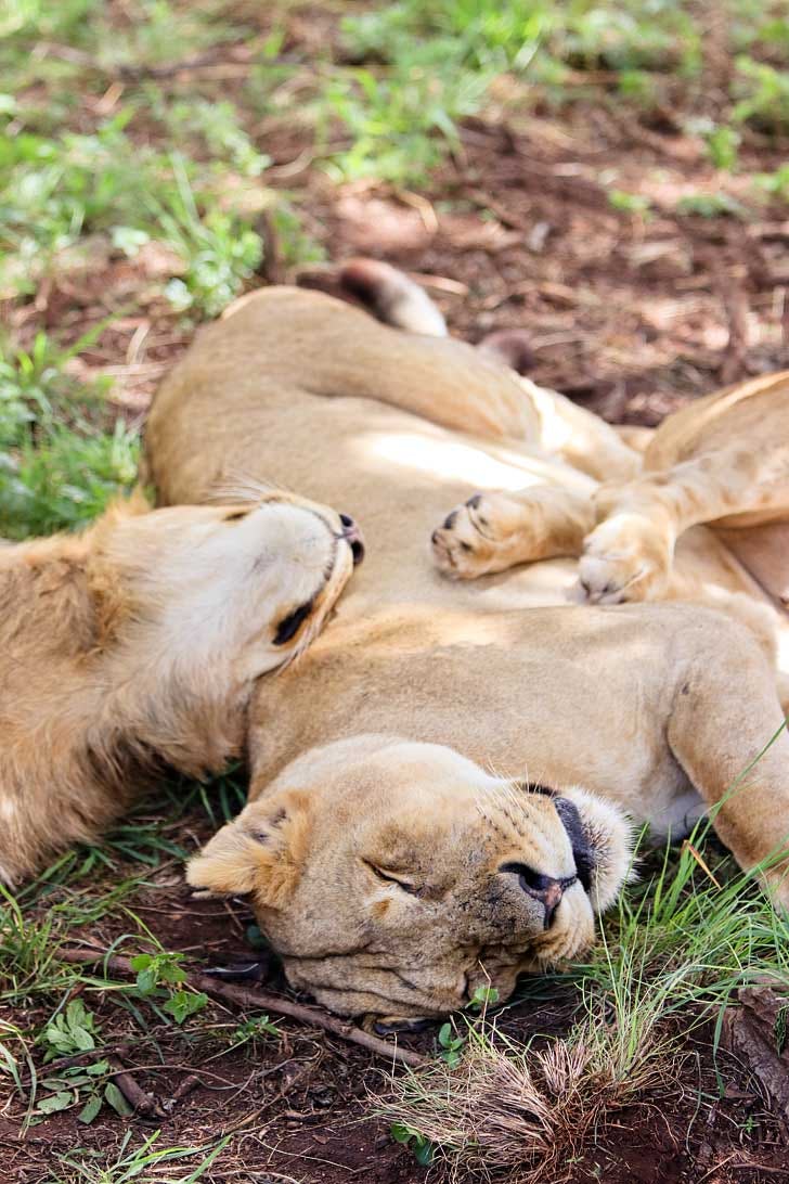 A2_lion-park-johannesburg-c.jpg