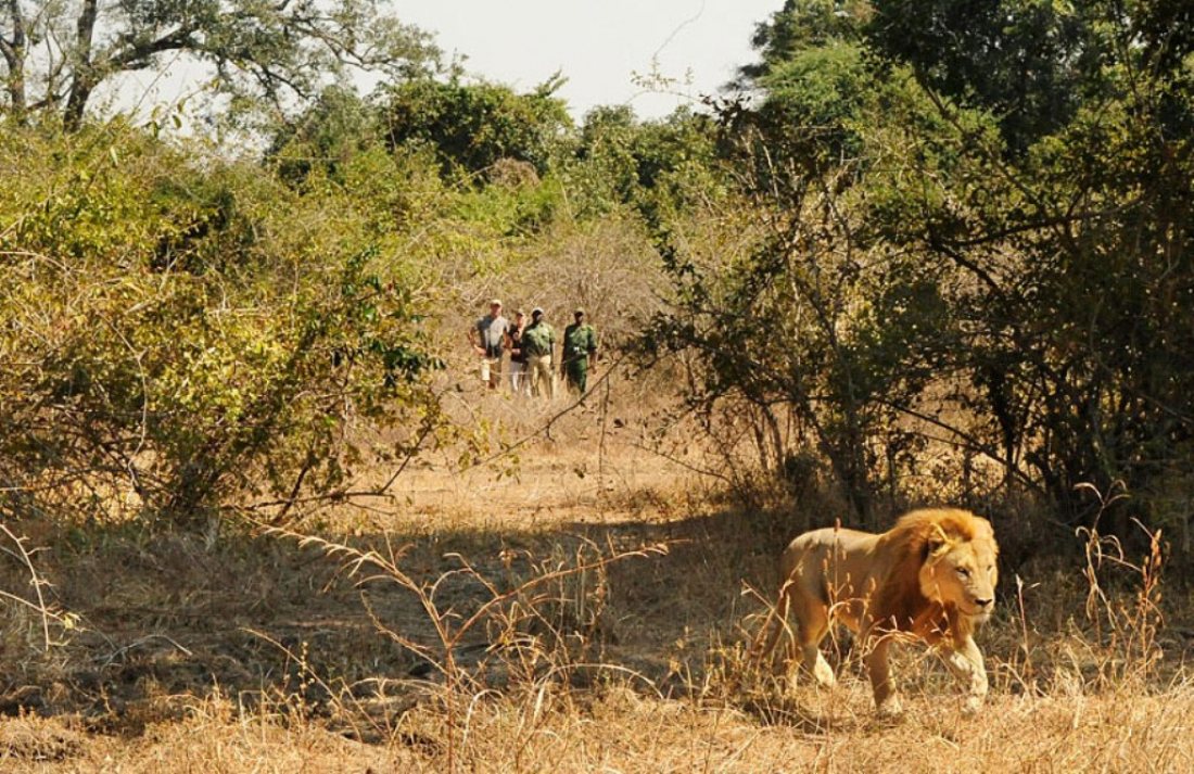 Zambia_Safari_Walking_Safari_NC_1100_713_84_s.jpg