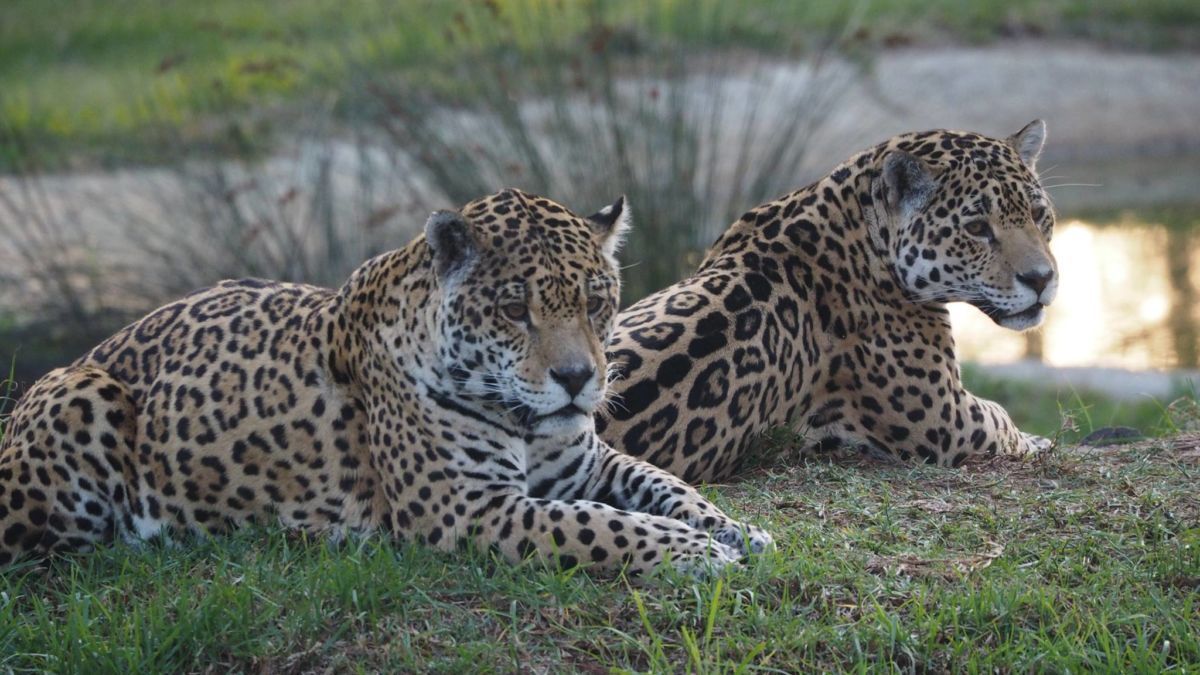 JAGUAR.jpg