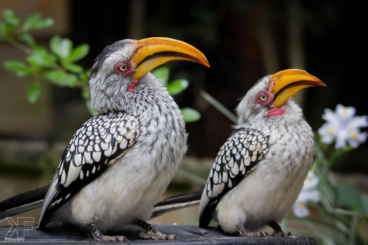 birds-of-eden-Hornbills-BOE.jpg
