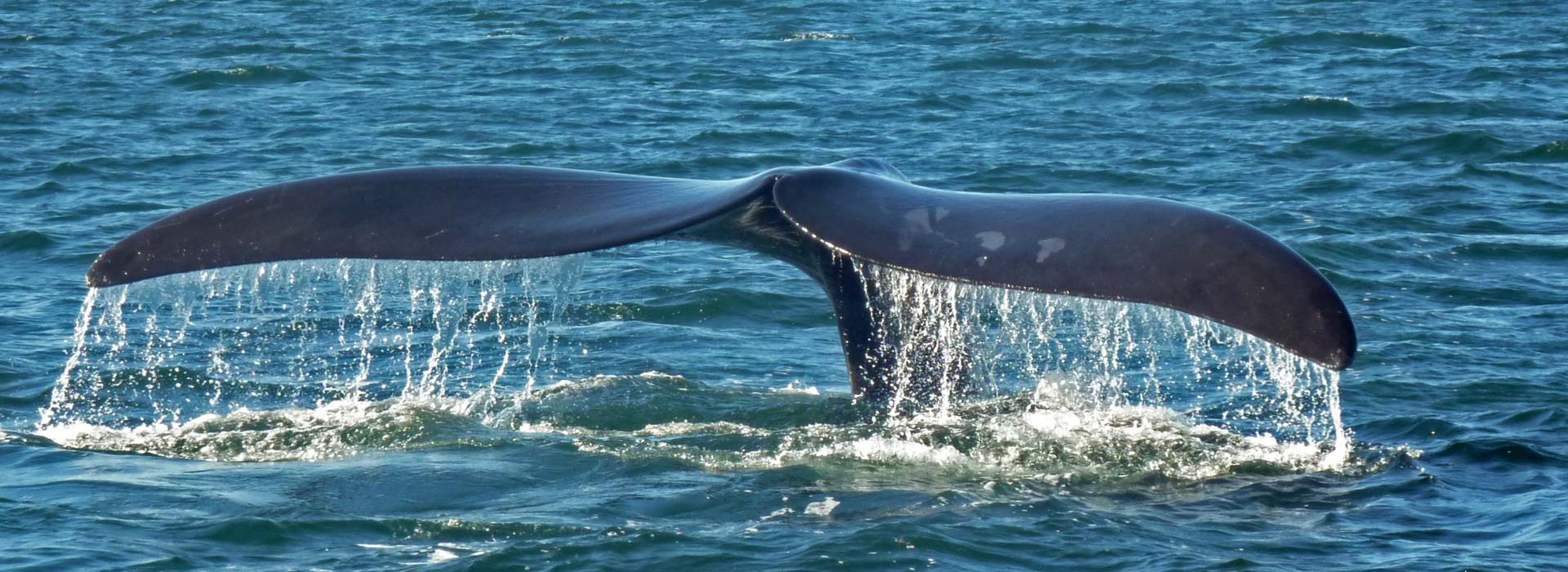 southern-right-whale-tail-header.jpg