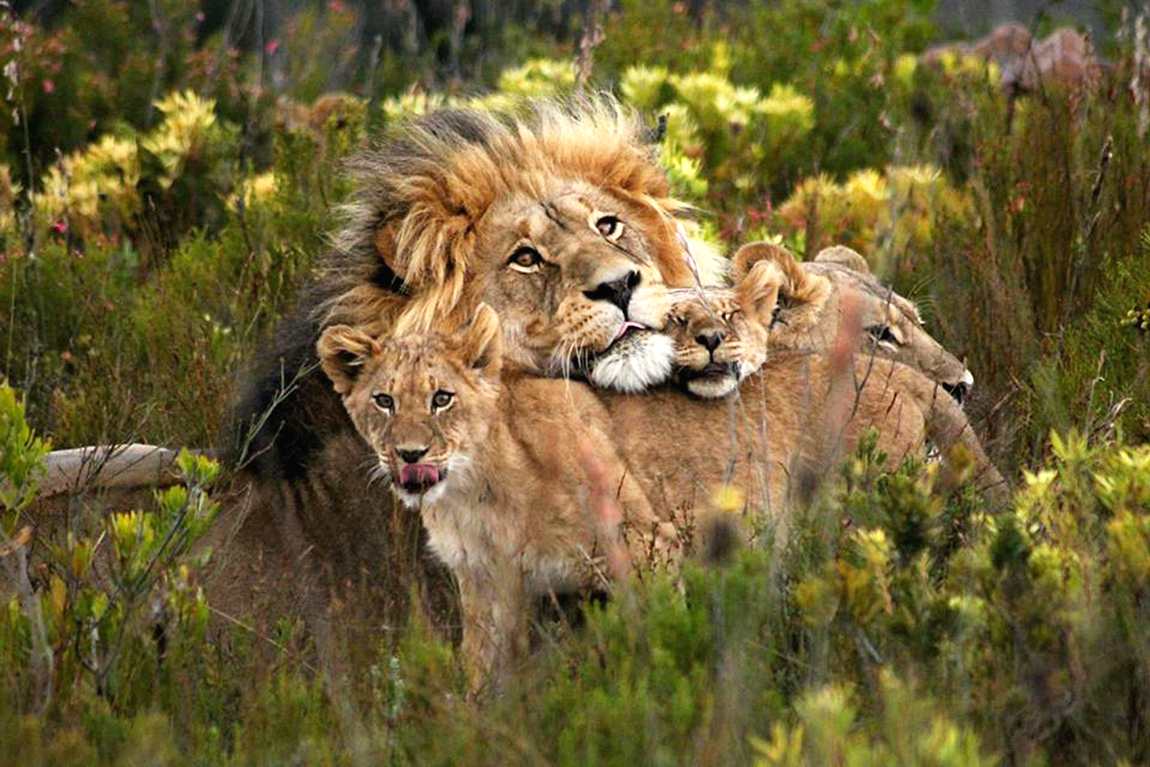 wildlife-lions.jpg