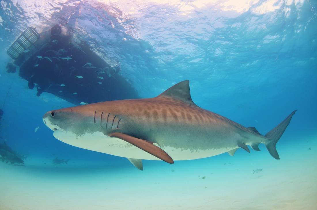 tigershark-idivetravel_orig.jpg