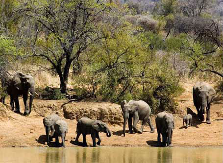 Sun-City-Pilanesberg-National-Park-Combination-1.jpg