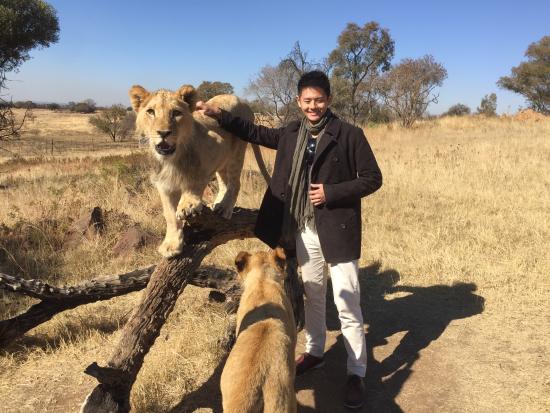 walking-with-lions.jpg