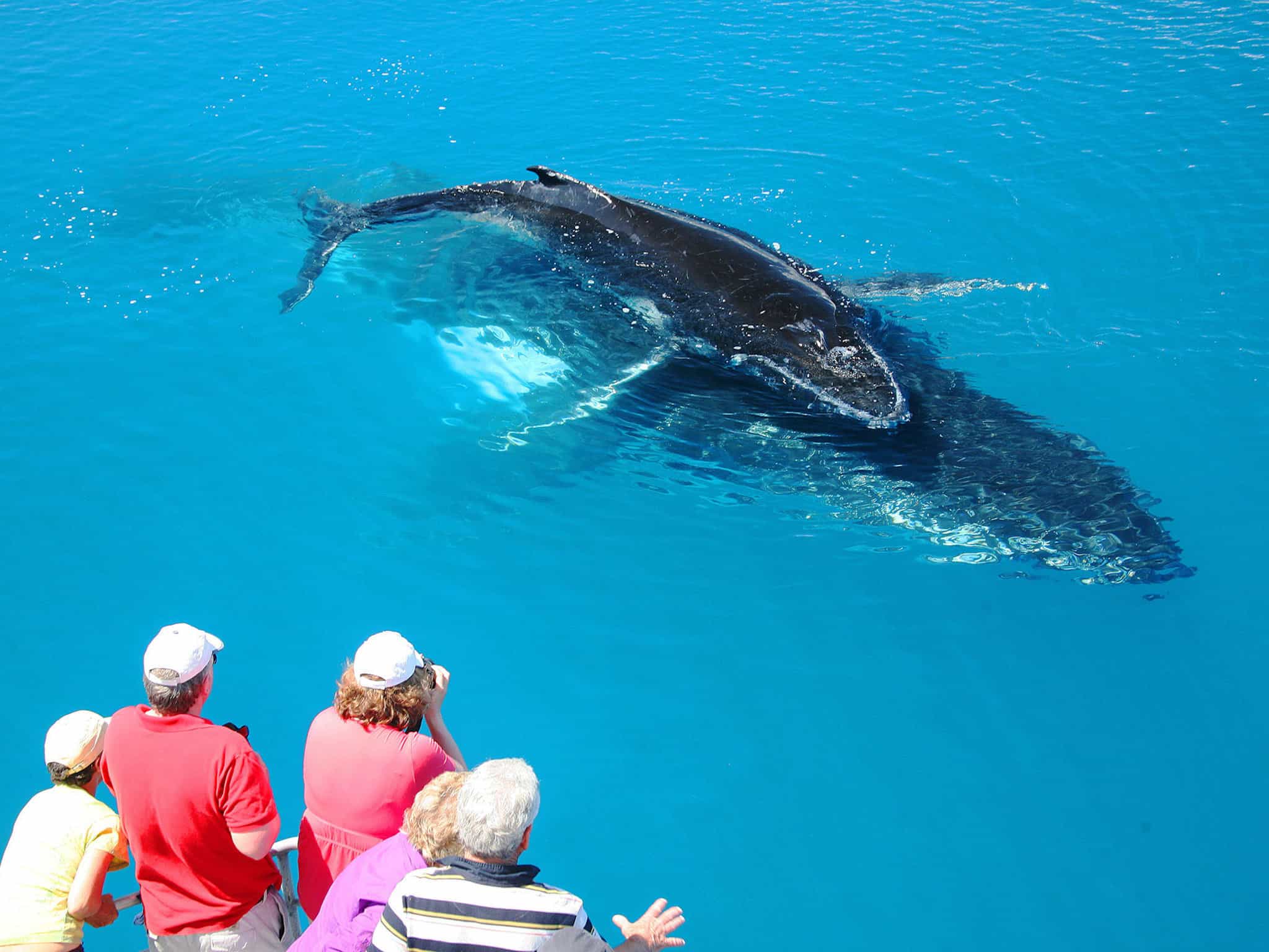tasman-venture-hervey-bay-whale-watching-Upclose-Mum-and-Calf.jpg