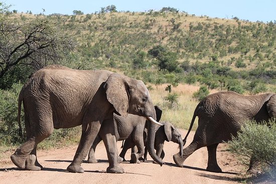 day-safari-to-pilanesberg.jpg