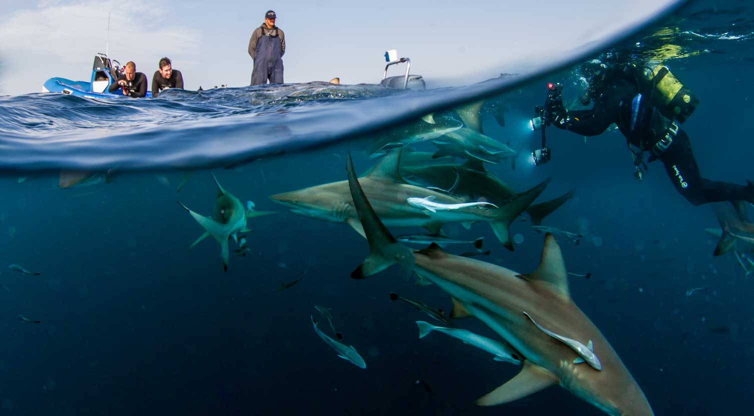 aliwal-dive-banner-sharkfest.jpg