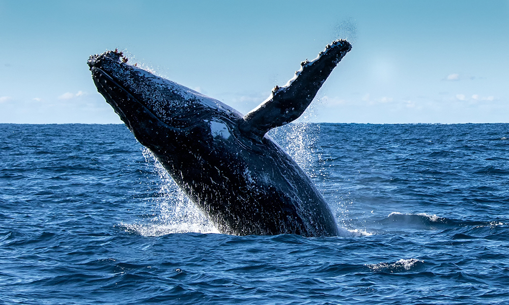 Whale-Watching-in-Hermanus.jpg
