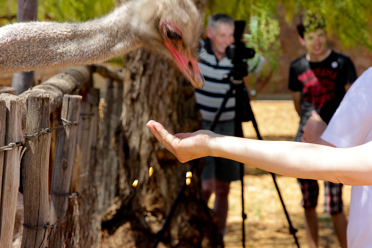 Ostrich-farm-tours-highgate12.jpg