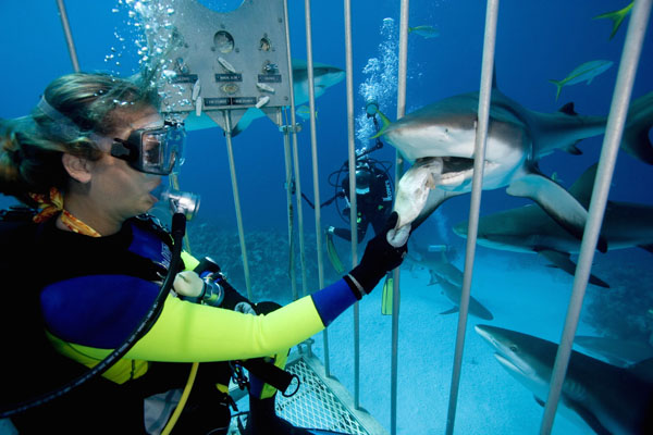 shark-cage_0.jpg