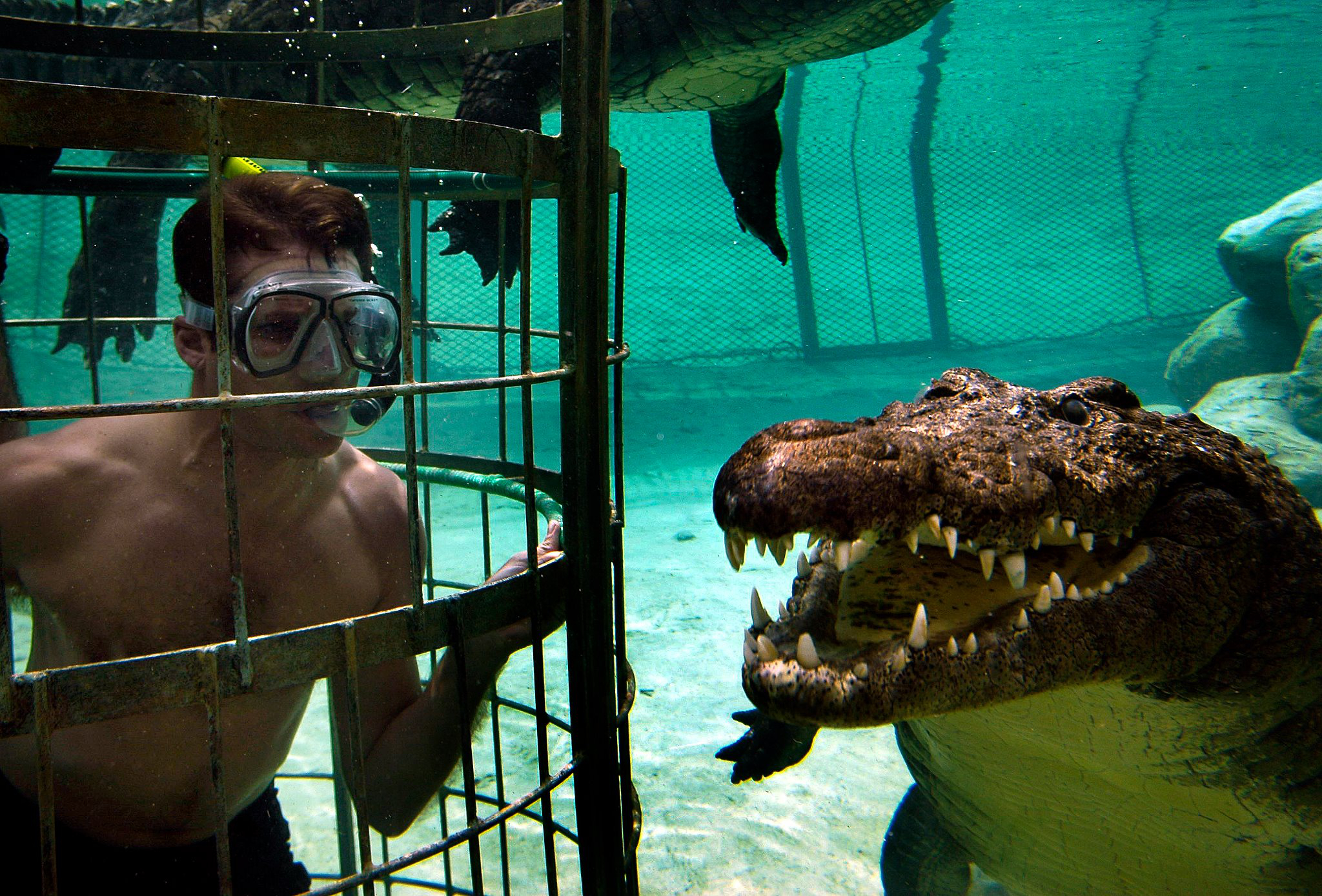 crocodile-cage-diving.jpg