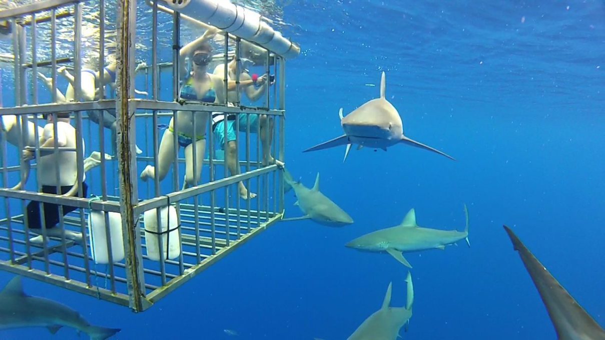 Sharks_outside_cage.jpg