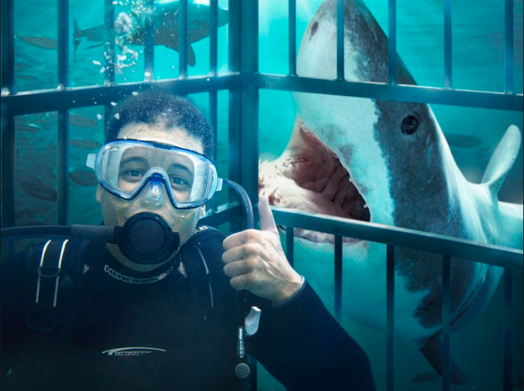Great-White-Shark-Cage-Diving.png