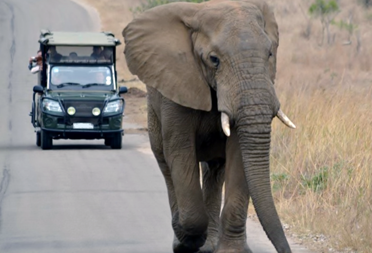 Addo-Elephant-Game-Drive.png