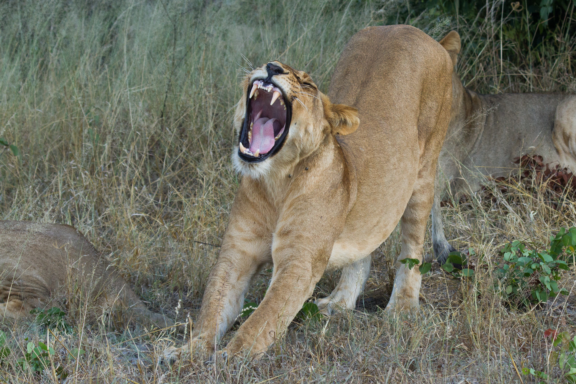 Kruger-Self-Drive-1763.jpg