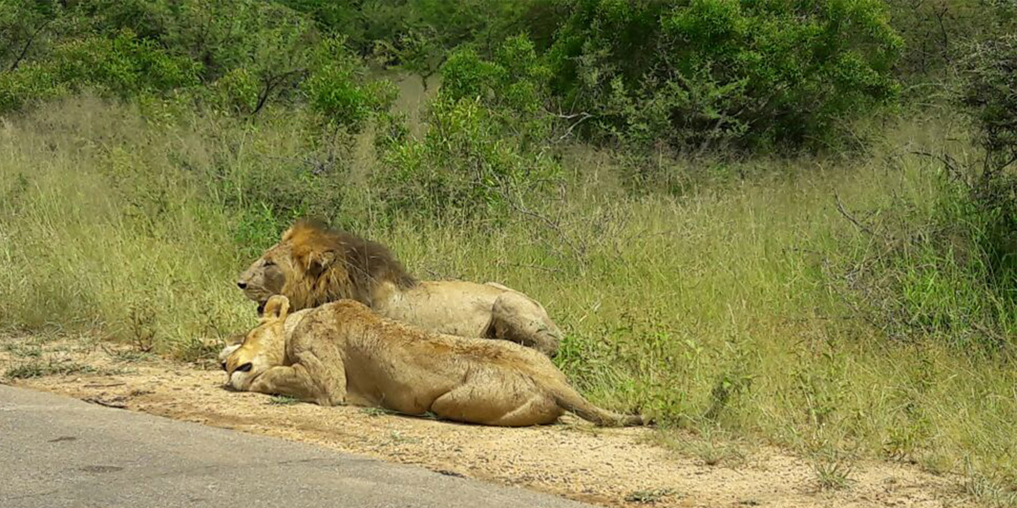 lion.jpg
