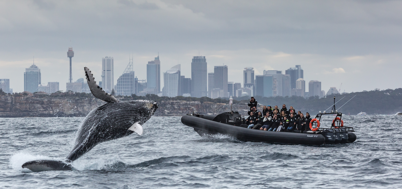 ocean-extreme-breach-sydney_orig.png