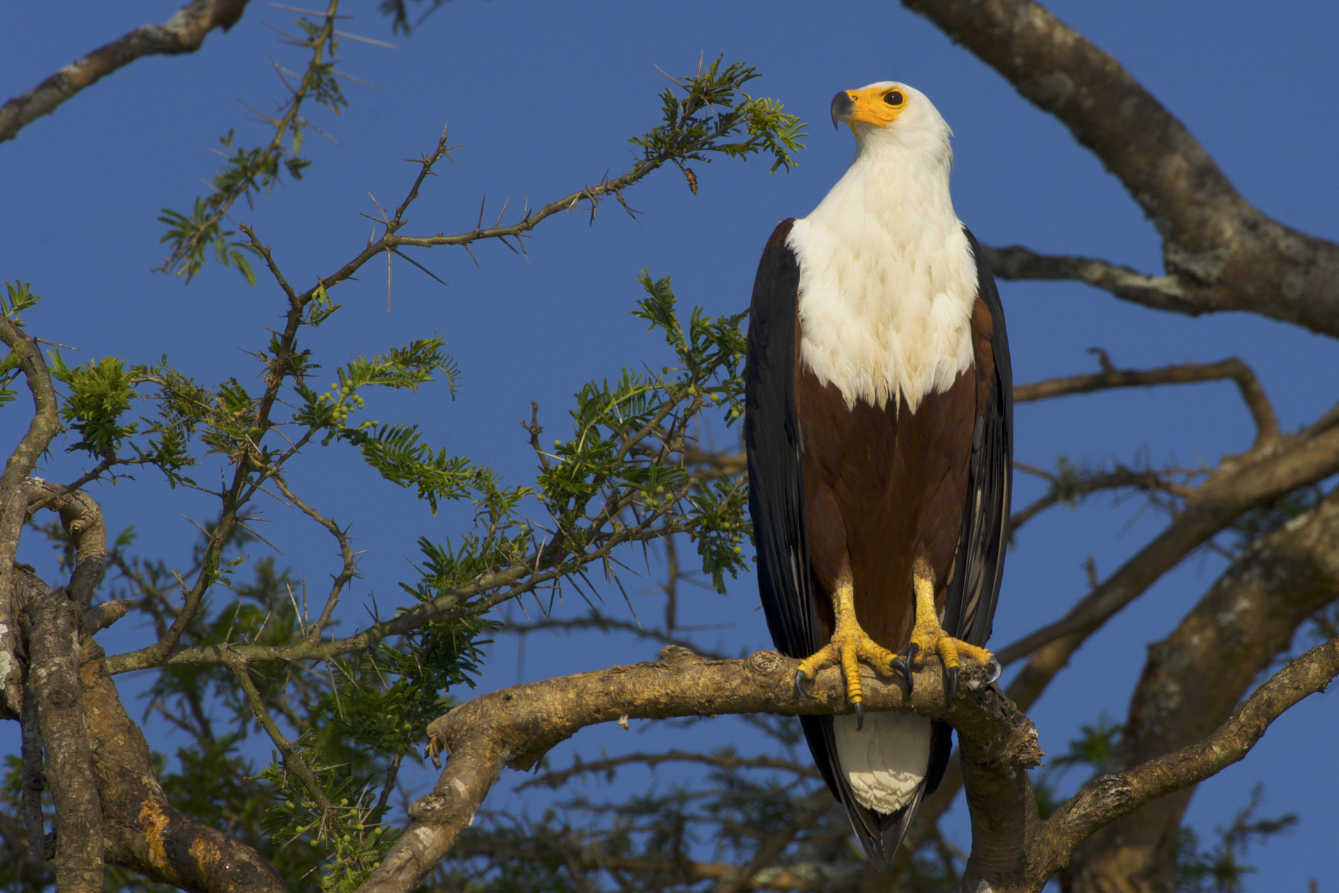 African_Fish_Eagle.jpg