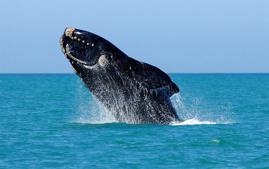 southern-right-whale.jpg
