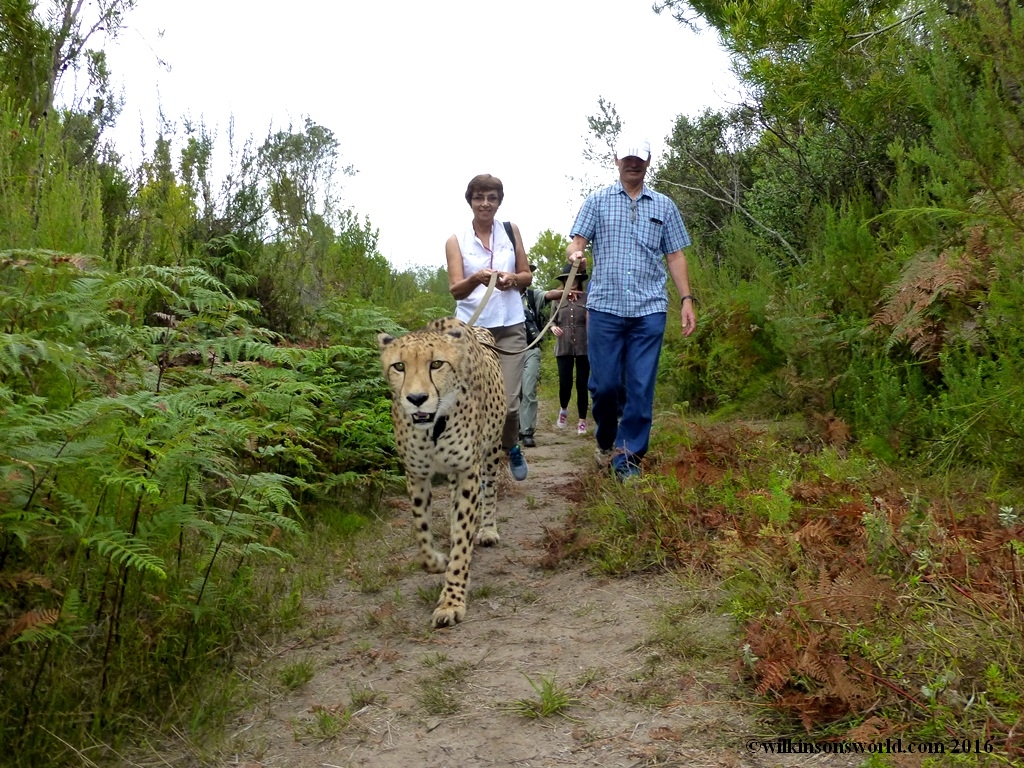 cheetah.jpg