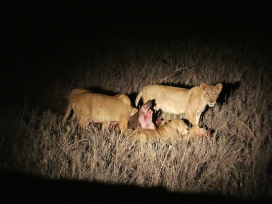 lion-spotted-feeding.jpg
