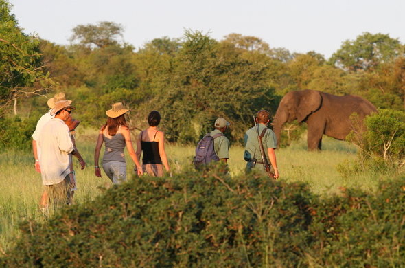 rhino-walking-safaris-plains-camp-walking-safari-elephant-590x390.jpg