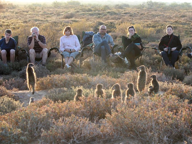 meerkat.jpg