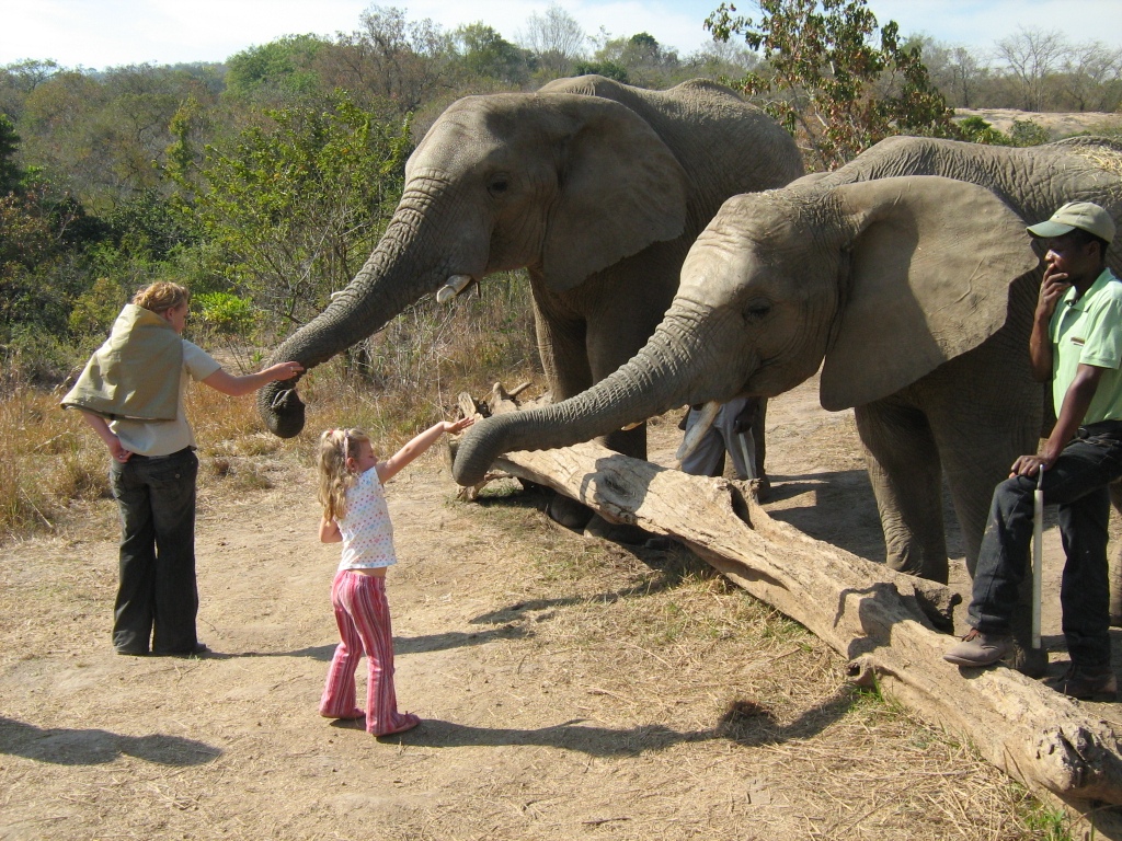 elephant ew.jpg