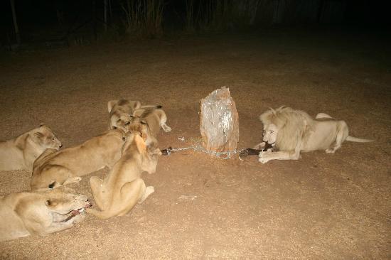 lion-park.jpg