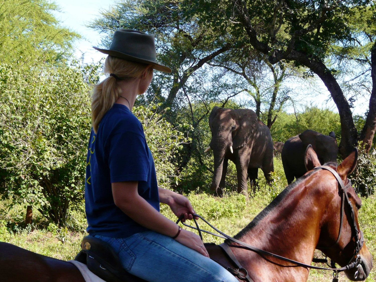 wild-horizons-horse-riding-safaris-505147.jpg