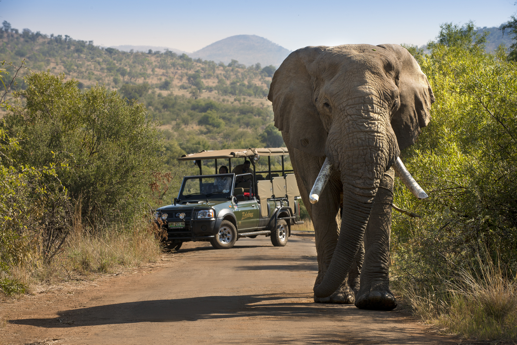 game_drive_elephant_08.jpg