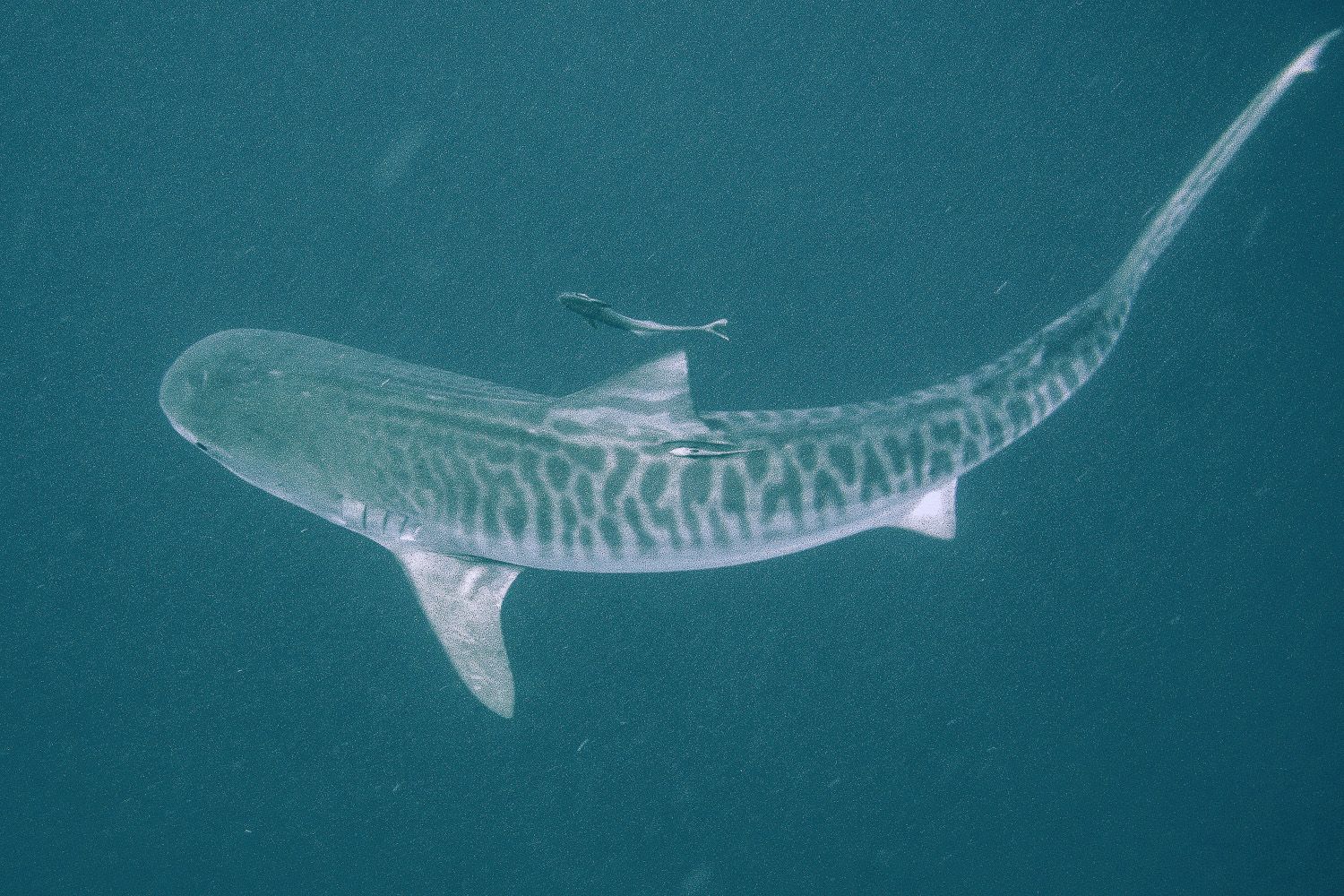 tiger shark.jpg