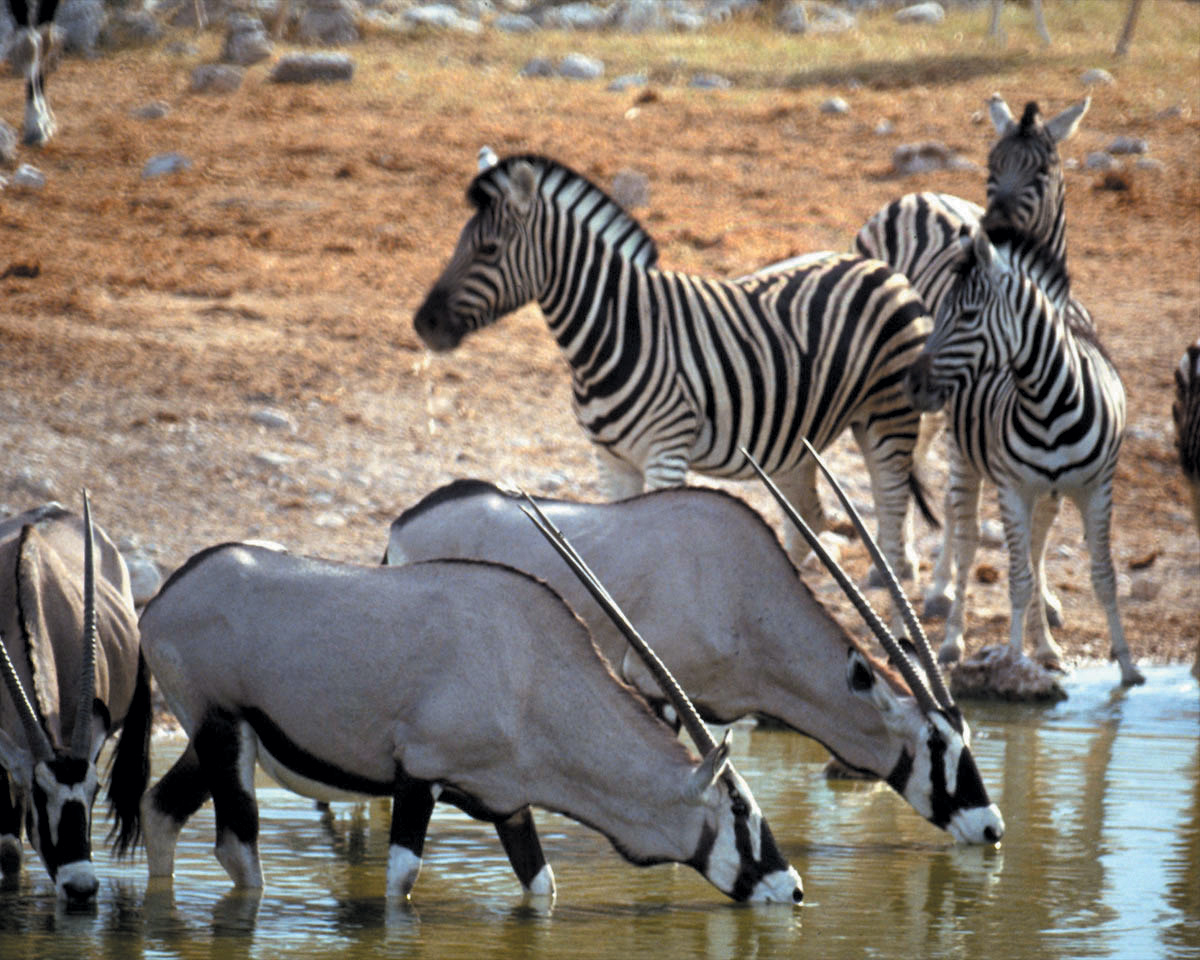 Gemsbok_Zebra.jpg